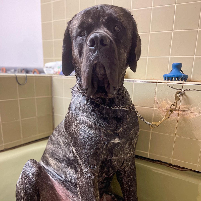 dog bath and grooming session