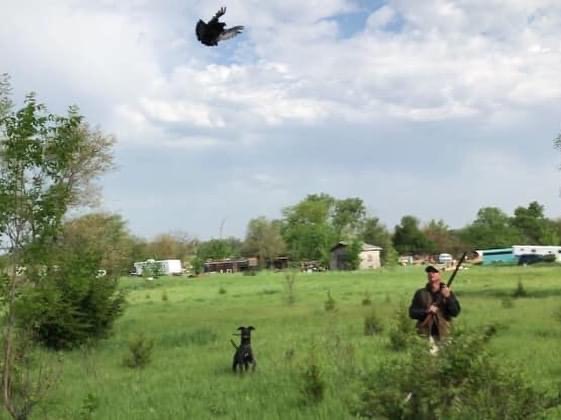 Training a dog to bird hunt in a green field.