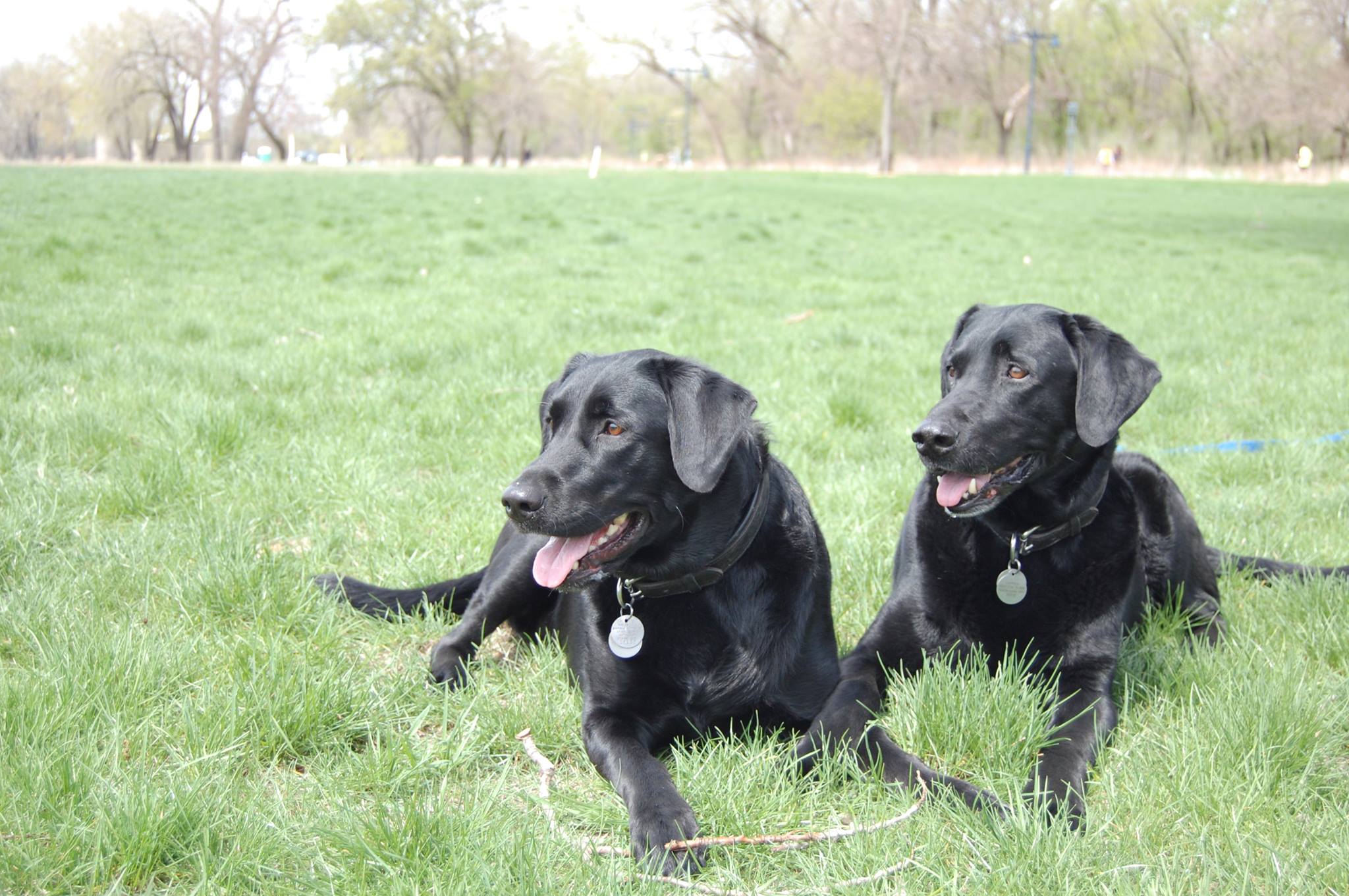 Two dogs laying down next to each other in a green field.