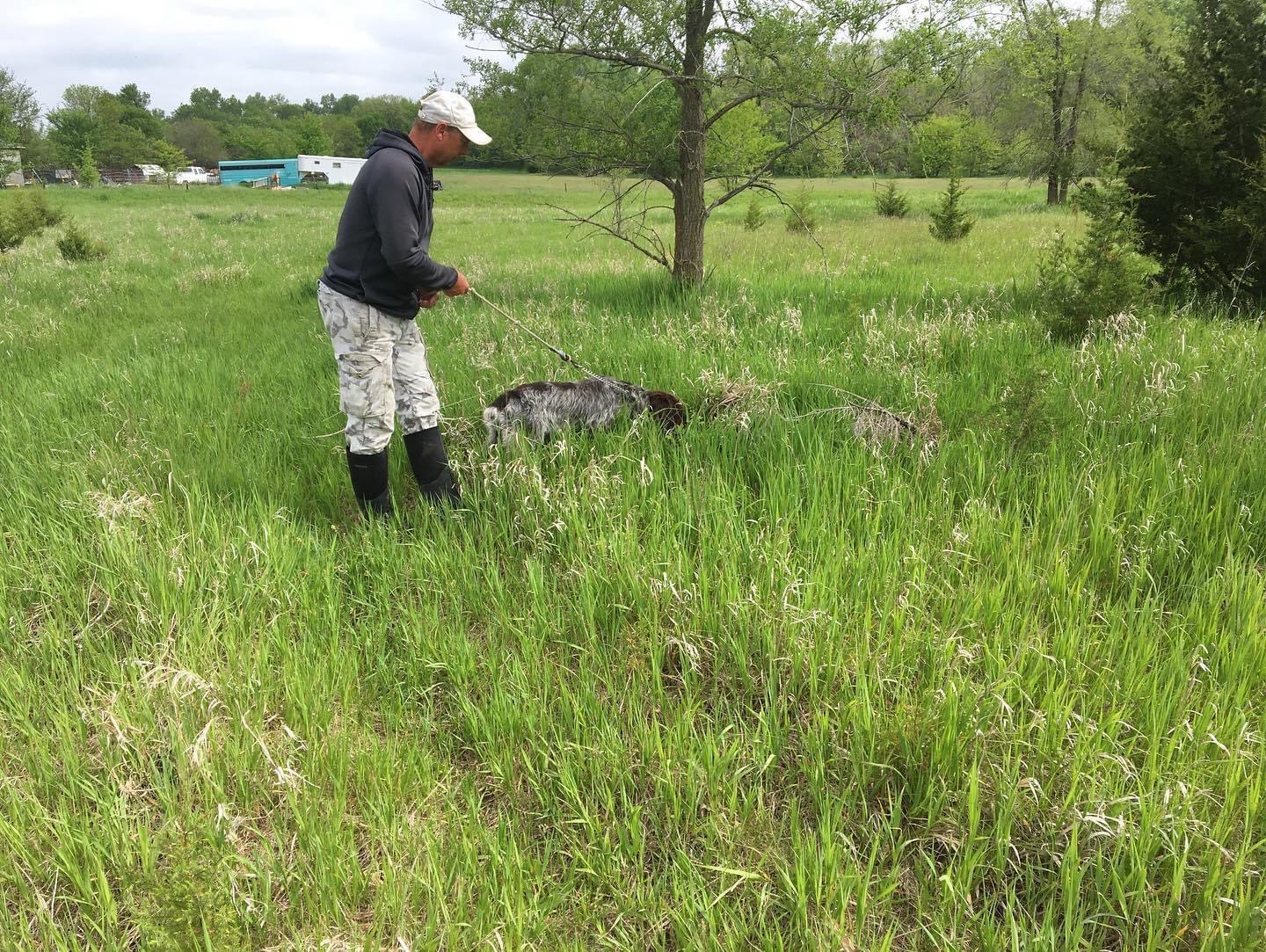 Training a dog to hunt in a green field.