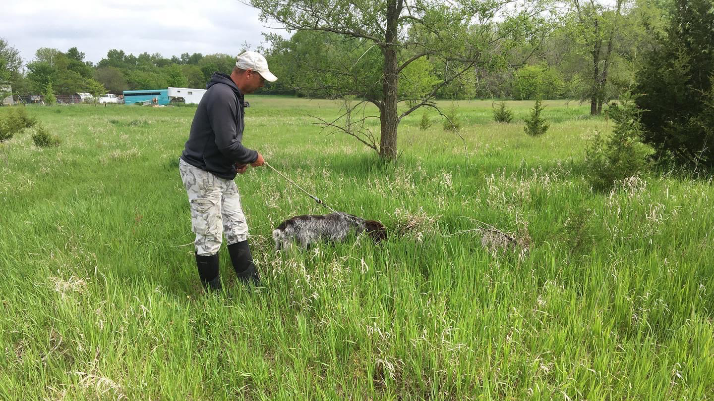 training dog to hunt