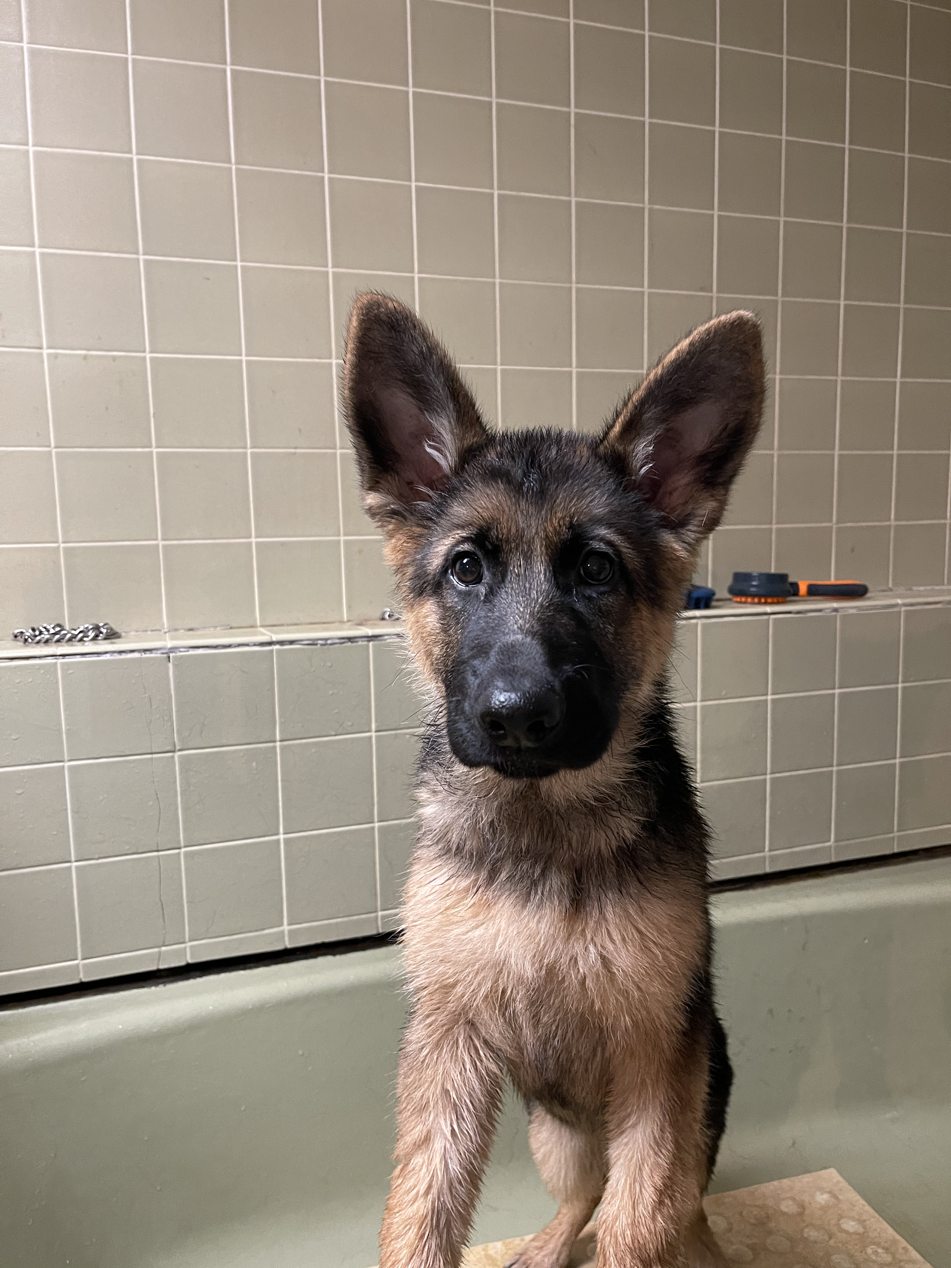 Puppy sitting in the bathtub ready to be groomed.