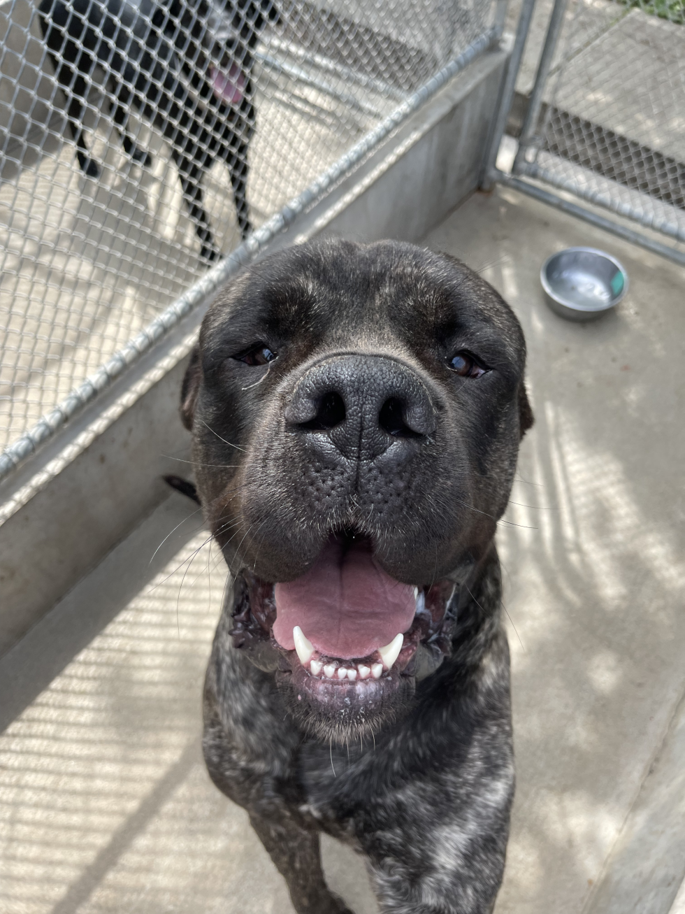 Gallery Wilderness Kennels Boarding and Training Facility in