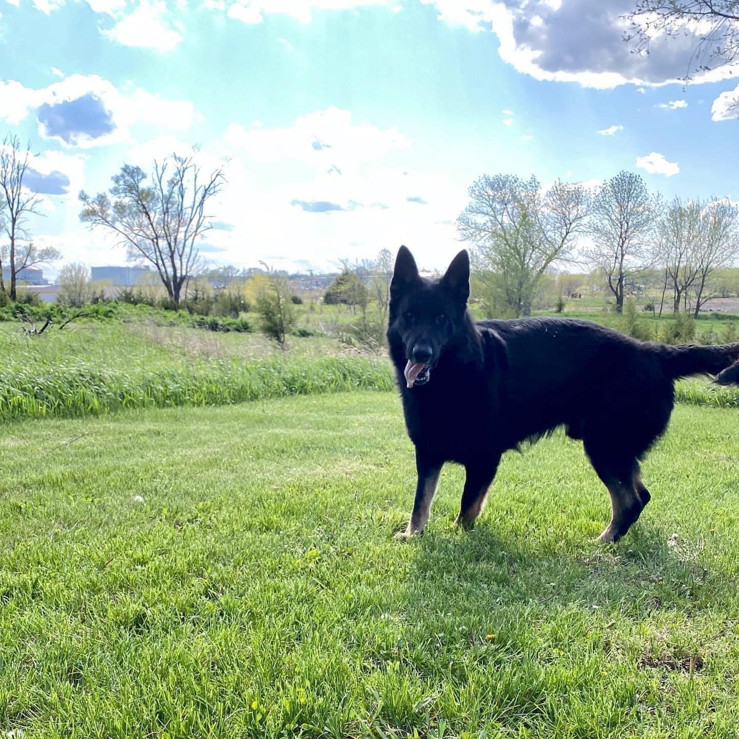 Dog playing in the grass.