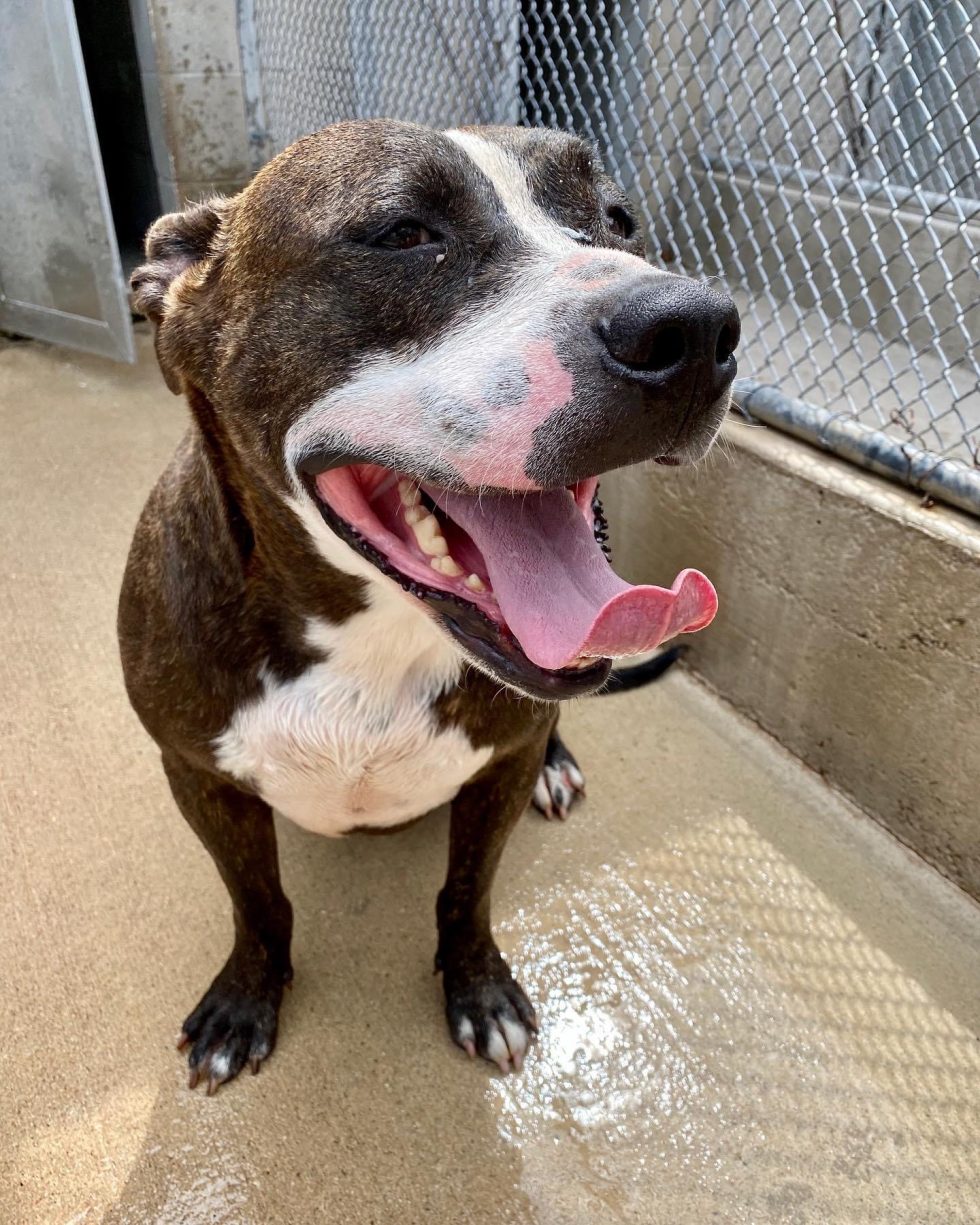 Gallery Wilderness Kennels Boarding and Training Facility in
