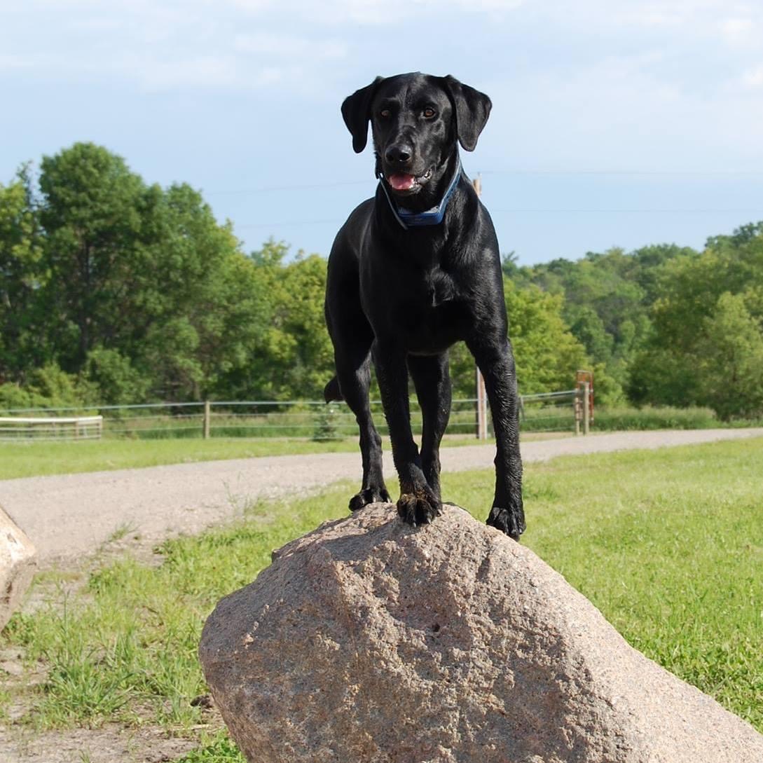 Dog playing on rock