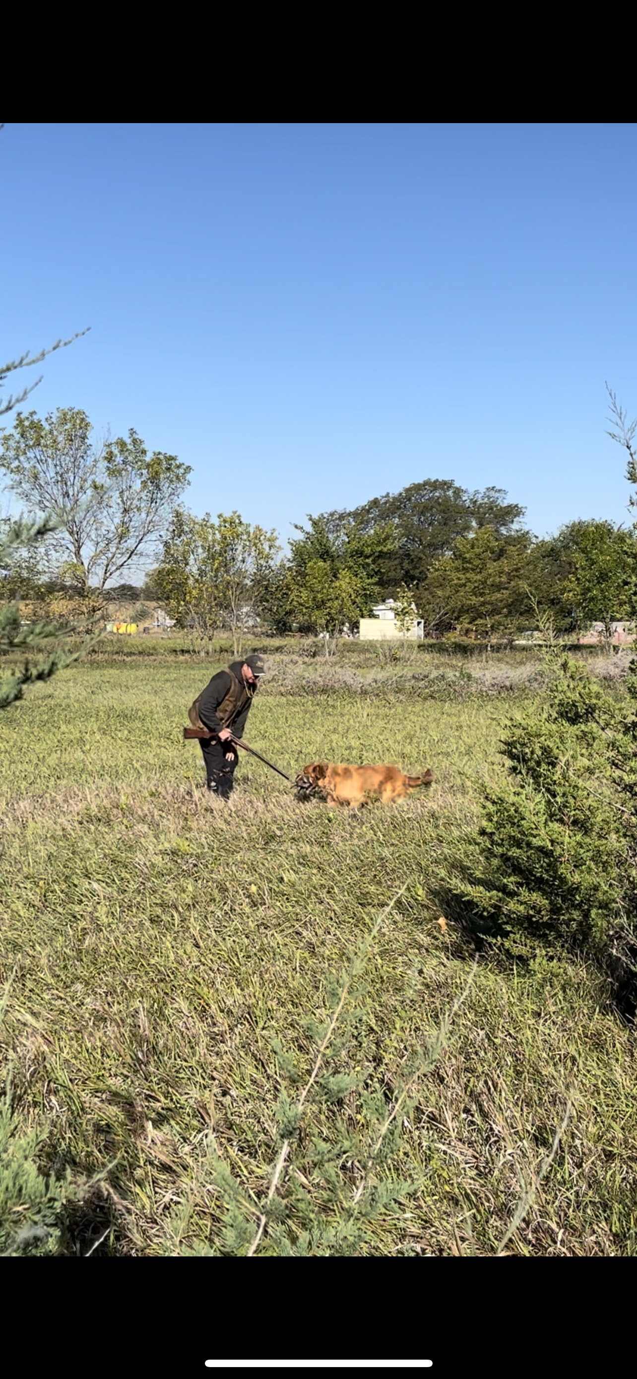 Training a dog to hunt birds.