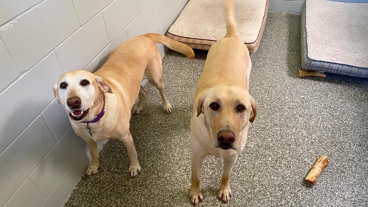 Two dogs enjoying indoor facilities 