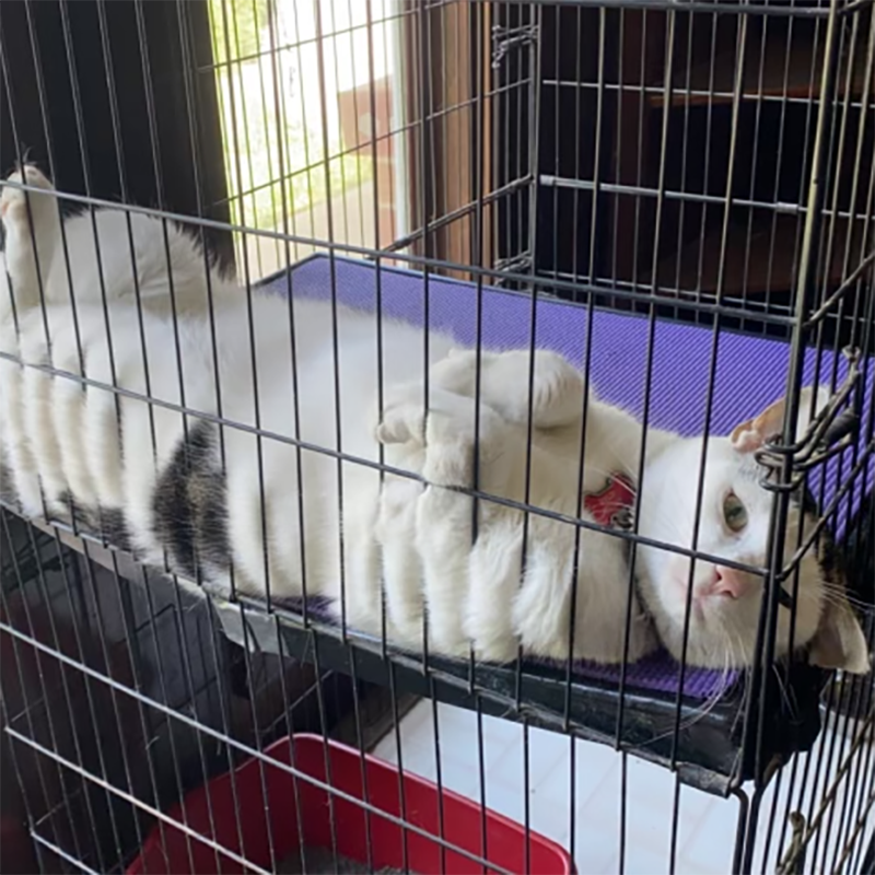 Cat relaxing on it's bed.