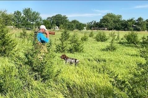 Training a dog to hunt in a green field.