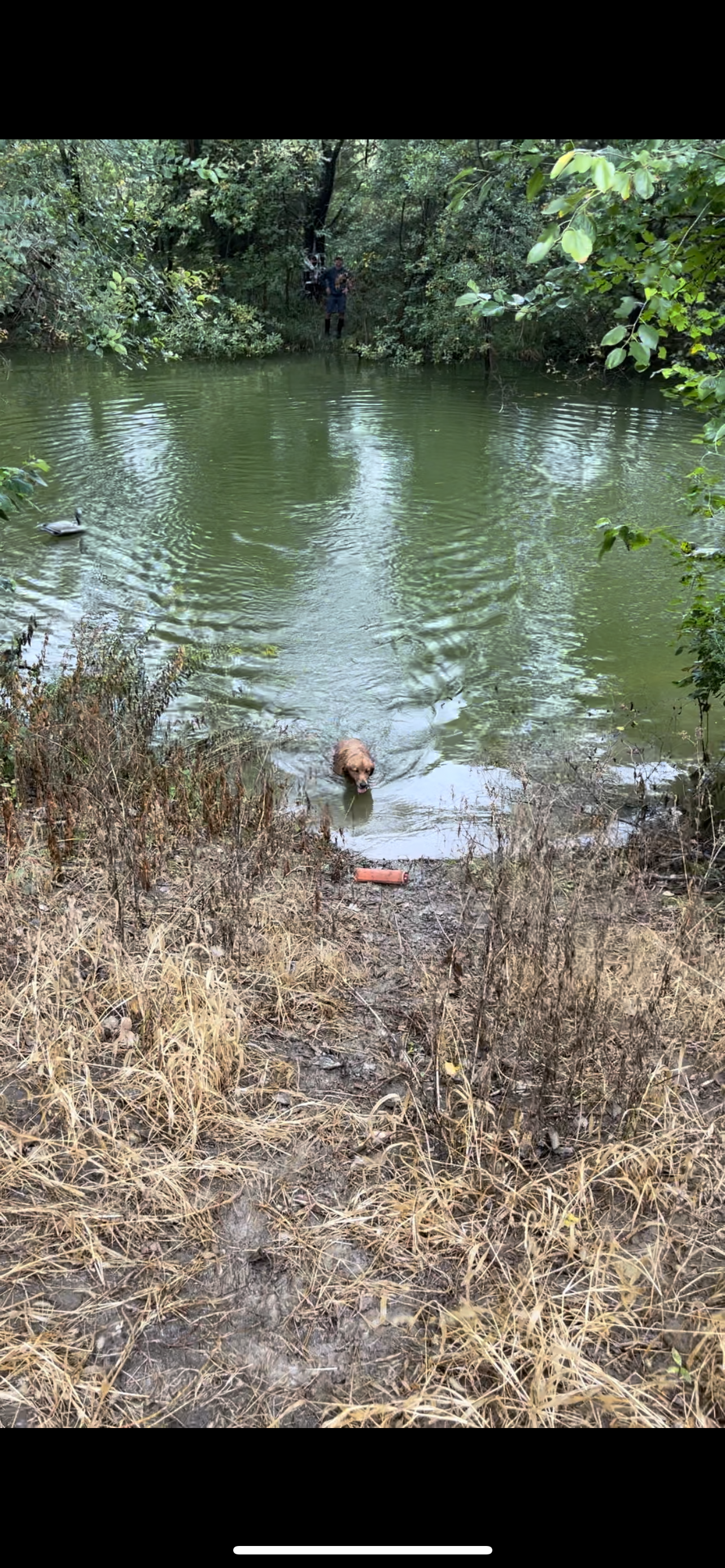 Dog swimming in a river.