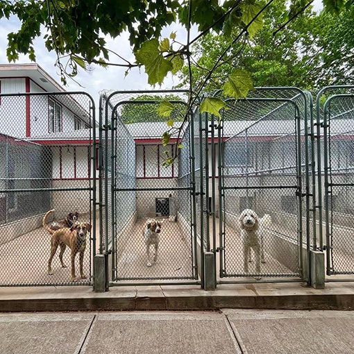 dogs enjoying the outdoor facility